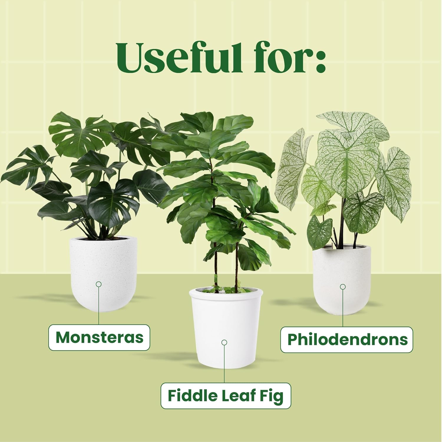 KALOYANOV Plant Serum N°1: Hig - Fiddle Leaf Fig review and price