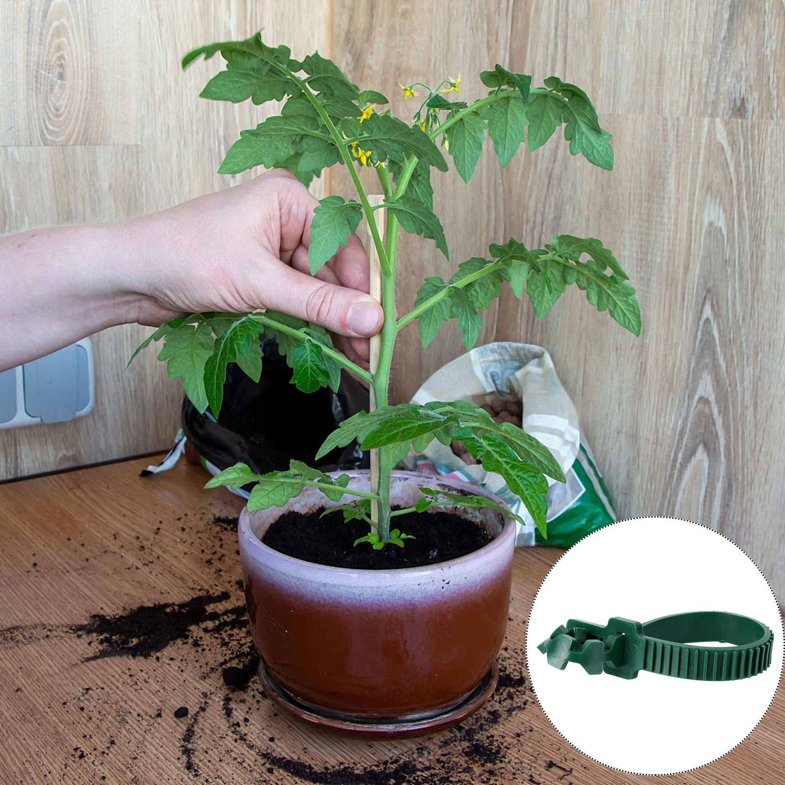 20Pcs Vine Fixing Buckle Garde - Plants X review and price